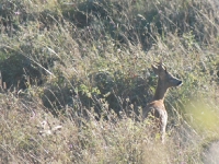 deer-watch-capr