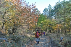 Foreste Casentinesi autunno 2015